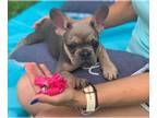 French Bulldog PUPPY FOR SALE ADN-390622 - Adorable girl from Europe