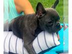 French Bulldog PUPPY FOR SALE ADN-390623 - The best gift ever