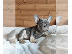 French Bulldog PUPPY FOR SALE ADN-390624 - Best friend ever