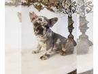 French Bulldog PUPPY FOR SALE ADN-390626 - The perfect Gift for you