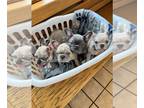 French Bulldog PUPPY FOR SALE ADN-390600 - Lilac Frenchies