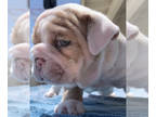 Bulldog PUPPY FOR SALE ADN-390895 - English Bulldog AKC Puppies