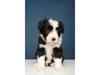 Adopt Glades a Bearded Collie