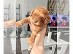 Goldendoodle (Miniature) PUPPY FOR SALE ADN-390876 - Mini Golden Cavoodle