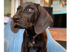 German Shorthaired Pointer PUPPY FOR SALE ADN-390599 - AKC German Shorthaired