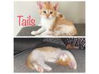 Adopt Tails a Domestic Short Hair