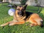Adopt Bruno a German Shepherd Dog