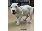 Adopt Campbell a Pit Bull Terrier
