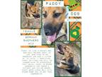 Adopt Paddy a German Shepherd Dog, Mixed Breed