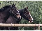 Clydesdale Team of Black mares