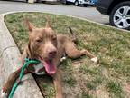 Adopt LEON a Brown/Chocolate - with White American Pit Bull Terrier / Mixed dog