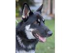 Adopt Jackson a Black - with White German Shepherd Dog / Husky / Mixed dog in