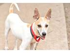 Adopt Jackie Robinson a White Jack Russell Terrier / Mixed dog in Cincinnati