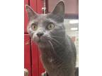 Adopt Ariela a Gray or Blue Domestic Shorthair / Domestic Shorthair / Mixed cat