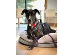 Adopt Crow a Merle Great Dane / Mixed dog in Reno, NV (34748591)