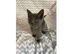 Adopt Ariel a Gray, Blue or Silver Tabby Domestic Shorthair (short coat) cat in