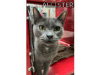Adopt Allister a Gray or Blue Domestic Shorthair / Domestic Shorthair / Mixed