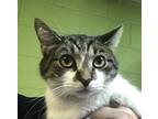 Adopt Martha a White Domestic Shorthair / Domestic Shorthair / Mixed cat in