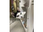 Adopt Willa a White Domestic Shorthair / Domestic Shorthair / Mixed cat in