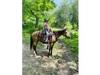 Quarter Horse Mare, 11 year old, Buckskin