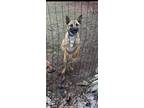Adopt Badger a Brown/Chocolate - with Black German Shepherd Dog / Mixed dog in