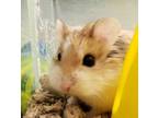 Adopt Beacon a Brown or Chocolate Hamster / Mixed small animal in Westland