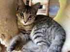 Adopt Tigress a Brown Tabby Domestic Shorthair (short coat) cat in Danbury