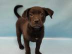 Adopt Sausage a Black Labrador Retriever / Australian Cattle Dog / Mixed dog in