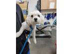 Adopt *LIL MAN a White Poodle (Miniature) / Bichon Frise / Mixed dog in Upper