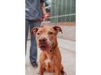 Adopt 55025a Bosco a Brown/Chocolate American Staffordshire Terrier / Mixed dog