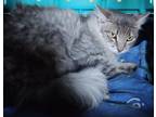 Adopt Victor A Maine Coon / Mixed (long Coat) Cat In Phoenix, AZ (34744079)