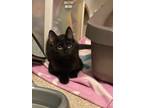 Adopt Madison: Black Beauty Kitten a All Black Bombay / Mixed (short coat) cat