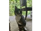 Adopt Juju a Gray, Blue or Silver Tabby American Shorthair / Mixed cat in