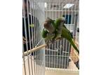 Adopt Rotta a Green Parrot - Other / Mixed bird in Largo, FL (34747700)