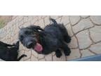 Adopt Cooper a Black - with Gray or Silver Labradoodle / Mixed dog in Prince