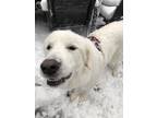 Adopt Butters a White Great Pyrenees / Mixed dog in Bristow, VA (34734073)