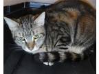Adopt JJ a Brown Tabby Domestic Shorthair / Mixed (short coat) cat in Sanford