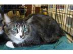 Adopt JUPITER a Brown Tabby Domestic Mediumhair / Mixed (medium coat) cat in