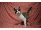 Adopt Bart a Gray or Blue Domestic Shorthair / Domestic Shorthair / Mixed cat in