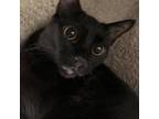 Adopt Ash a All Black Domestic Shorthair / Mixed cat in Titusville