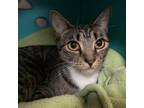 Adopt Mia a Gray or Blue Domestic Shorthair / Mixed cat in Titusville