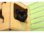 Adopt Emry a All Black Domestic Shorthair / Domestic Shorthair / Mixed cat in
