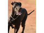 Adopt Hope a Black Great Dane / Great Dane / Mixed dog in Saratoga