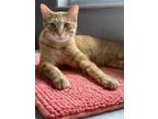 Adopt Orion a Orange or Red Domestic Shorthair / Domestic Shorthair / Mixed cat