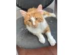 Adopt Garfield a Orange or Red Domestic Longhair / Domestic Shorthair / Mixed