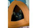 Adopt Nell a All Black Domestic Shorthair / Domestic Shorthair / Mixed cat in
