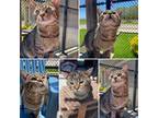 Adopt JAZZ a Domestic Shorthair / Mixed (short coat) cat in Wintersville