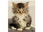 Adopt Einstein a Tan or Fawn Tabby Domestic Mediumhair cat in Oradell