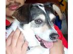 Adopt Charie a White - with Black Jack Russell Terrier / Terrier (Unknown Type