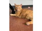 Adopt Orbit a Orange or Red Domestic Shorthair / Domestic Shorthair / Mixed cat
